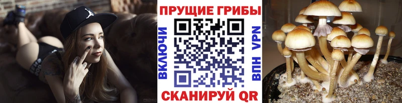 Галлюциногенные грибы прущие грибы  Купить  Бабушкин 